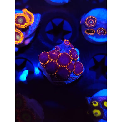 Spiderman Zoanthid Frag WYSIWYG!