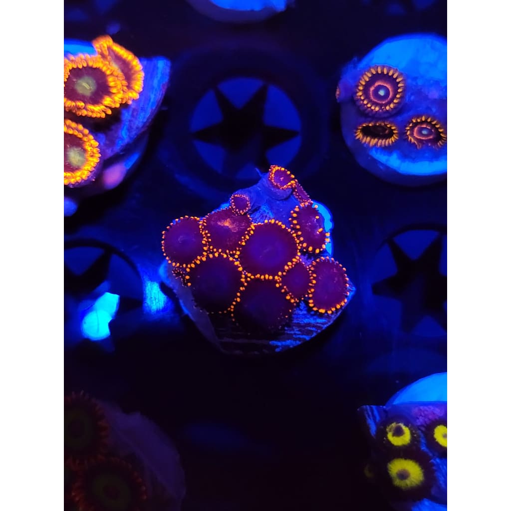 Spiderman Zoanthid Frag WYSIWYG!