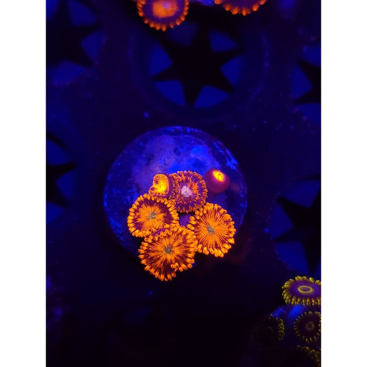 Spitfire Zoanthid Frag WYSIWYG!