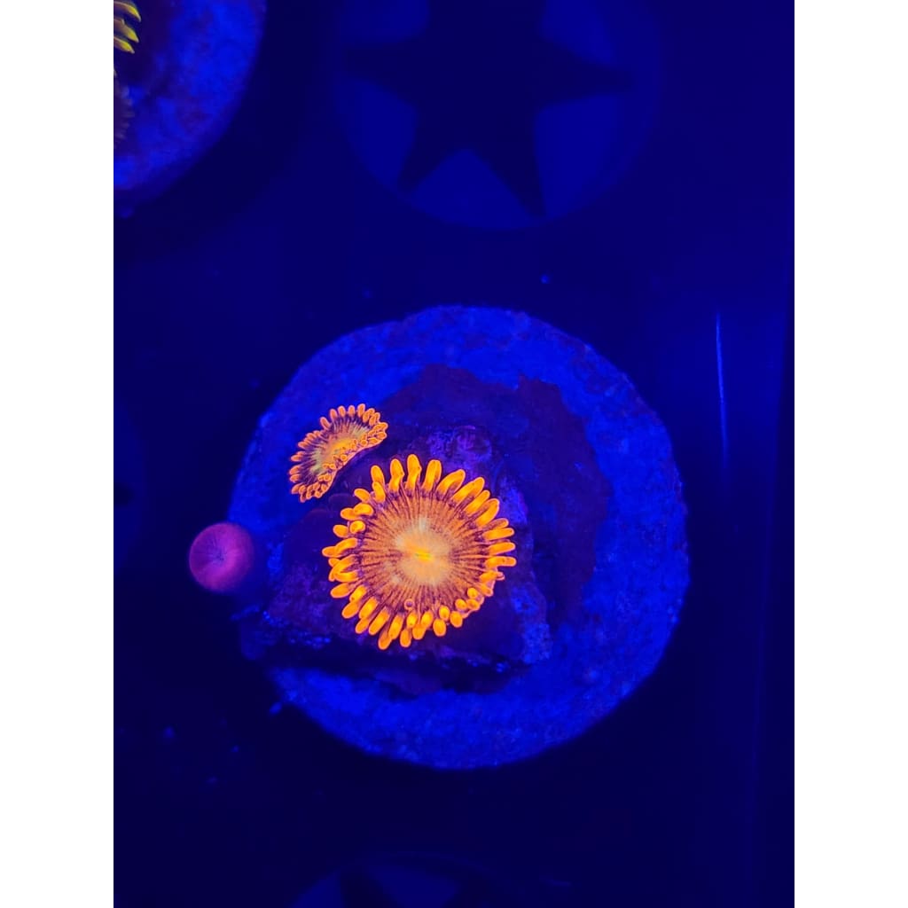 Spitfire Zoanthid Frag WYSIWYG!