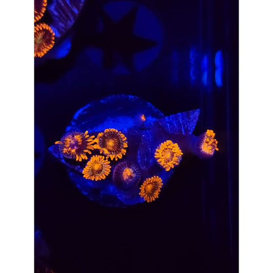 Spitfire Zoanthid Frag WYSIWYG!