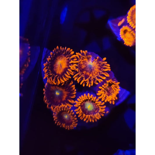 Spitfire Zoanthid Frag WYSIWYG!