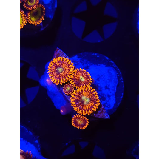 Spitfire Zoanthid Frag WYSIWYG!