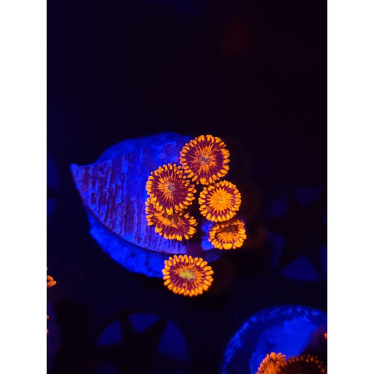 Spitfire Zoanthid Frag WYSIWYG!