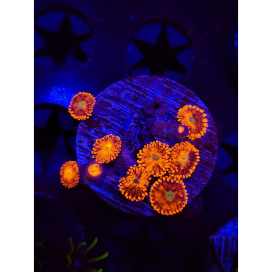 Spitfire Zoanthid Frag WYSIWYG!