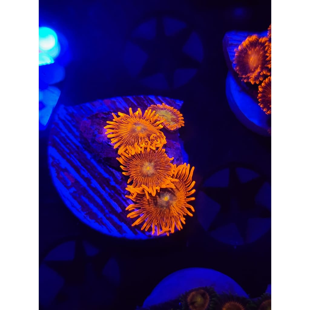 Spitfire Zoanthid Frag WYSIWYG!