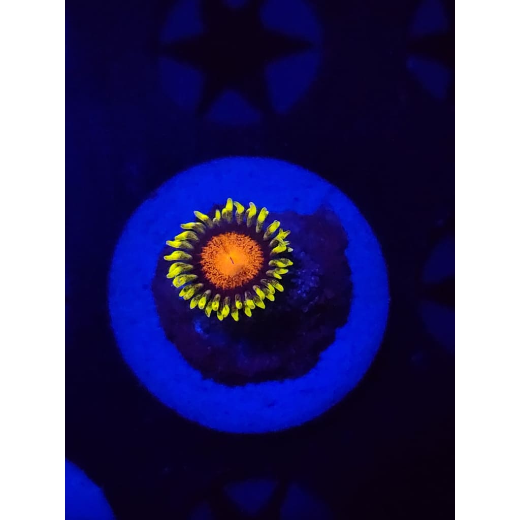 Spongebob Zoanthid Frag WYSIWYG!