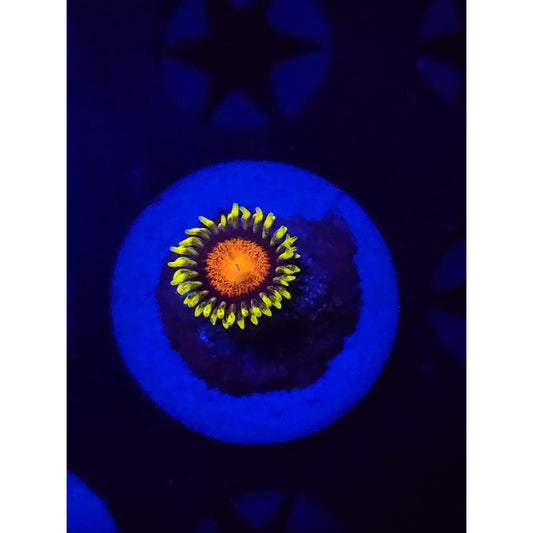 Spongebob Zoanthid Frag WYSIWYG!