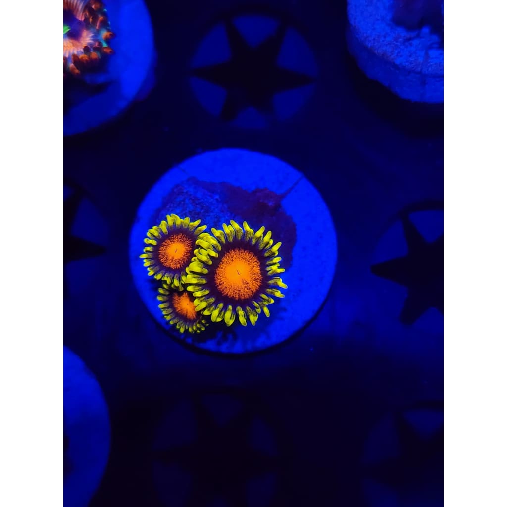 Spongebob Zoanthid Frag WYSIWYG!