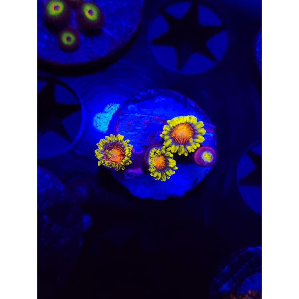 Spongebob Zoanthid Frag WYSIWYG!