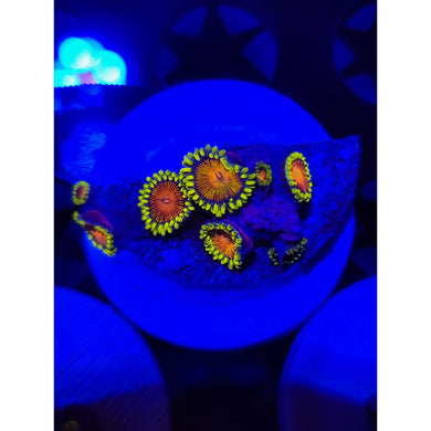 Spongebob Zoanthid Frag WYSIWYG!