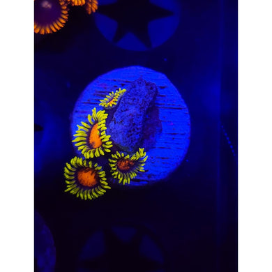 Spongebob Zoanthid Frag WYSIWYG!