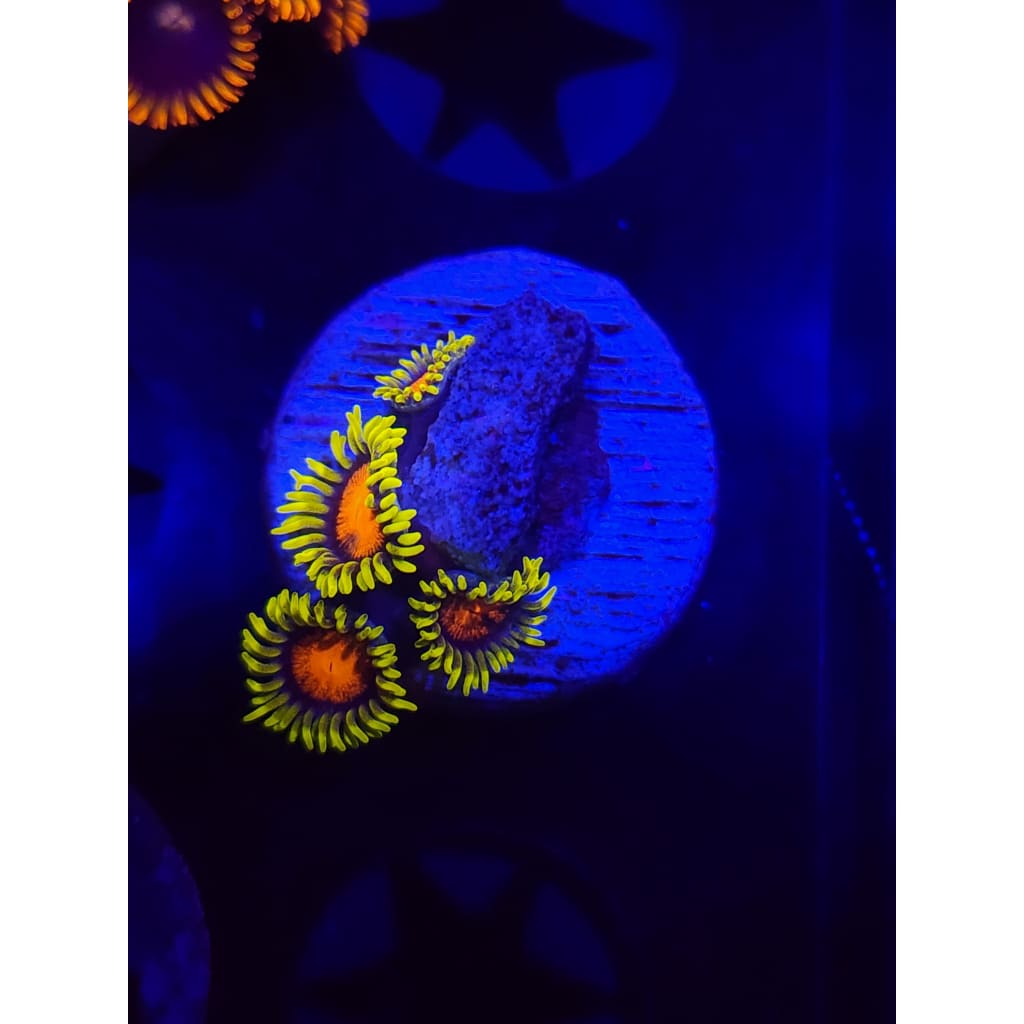Spongebob Zoanthid Frag WYSIWYG!