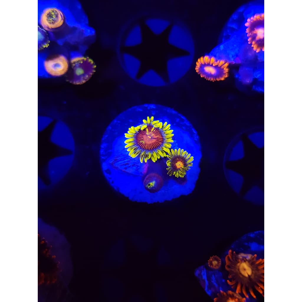 Spongebob Zoanthid Frag WYSIWYG!