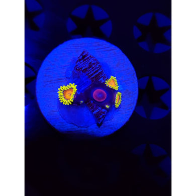 Spongebob Zoanthid Frag WYSIWYG!