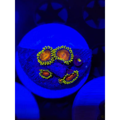 Spongebob Zoanthid Frag WYSIWYG!