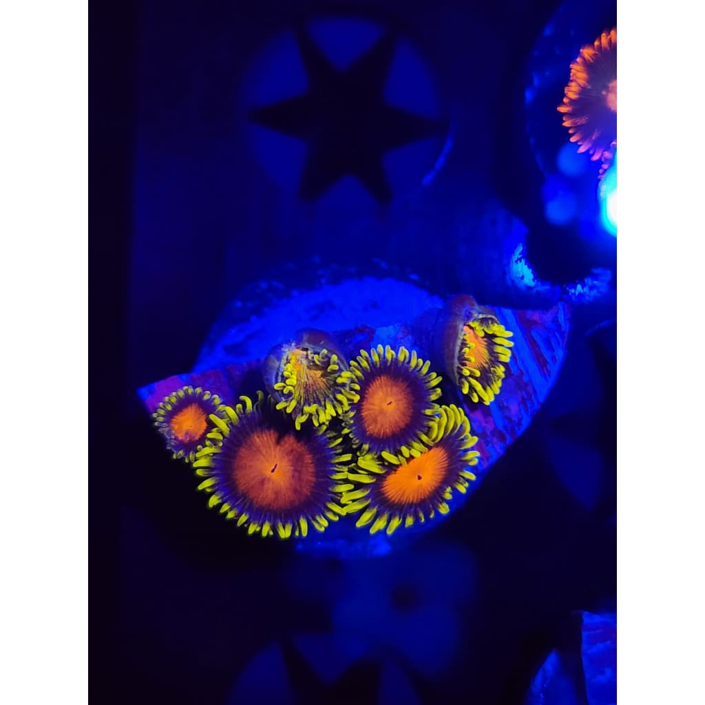 Spongebob Zoanthid Frag WYSIWYG!