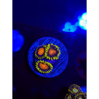 Spongebob Zoanthid Frag WYSIWYG!