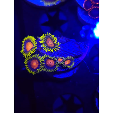 Spongebob Zoanthid Frag WYSIWYG!