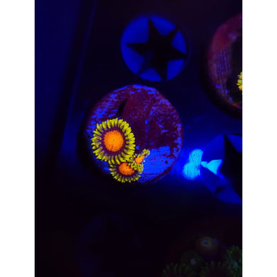 Spongebob Zoanthid Frag WYSIWYG!