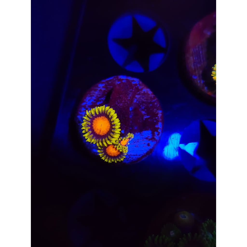 Spongebob Zoanthid Frag WYSIWYG!