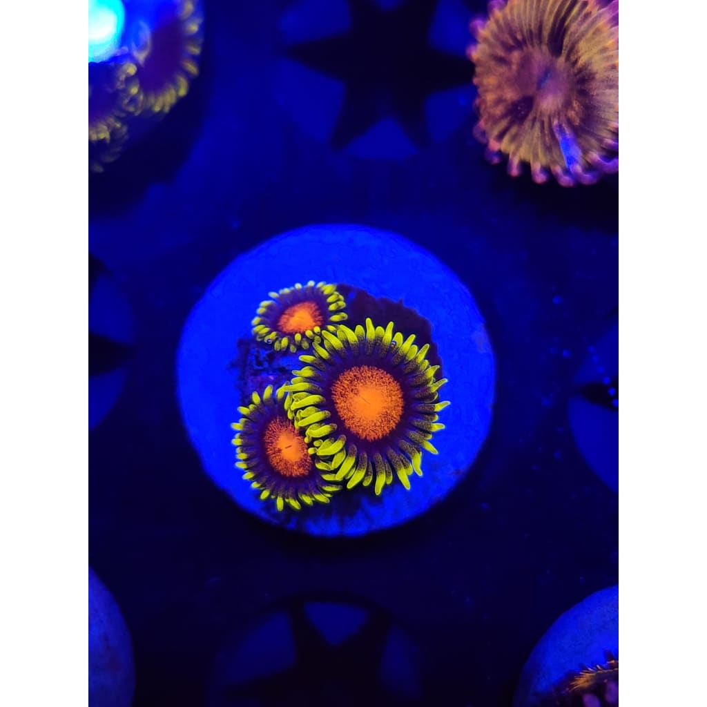 Spongebob Zoanthid Frag WYSIWYG!