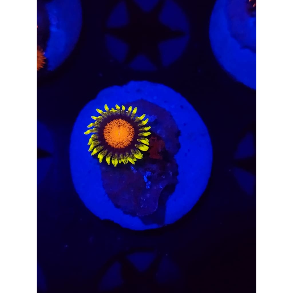 Spongebob Zoanthid Frag WYSIWYG!