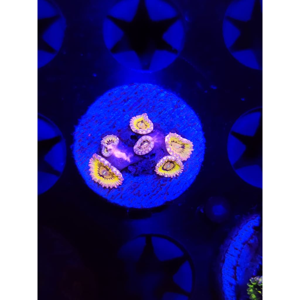 Stratocaster Zoanthid Frag WYSIWYG!