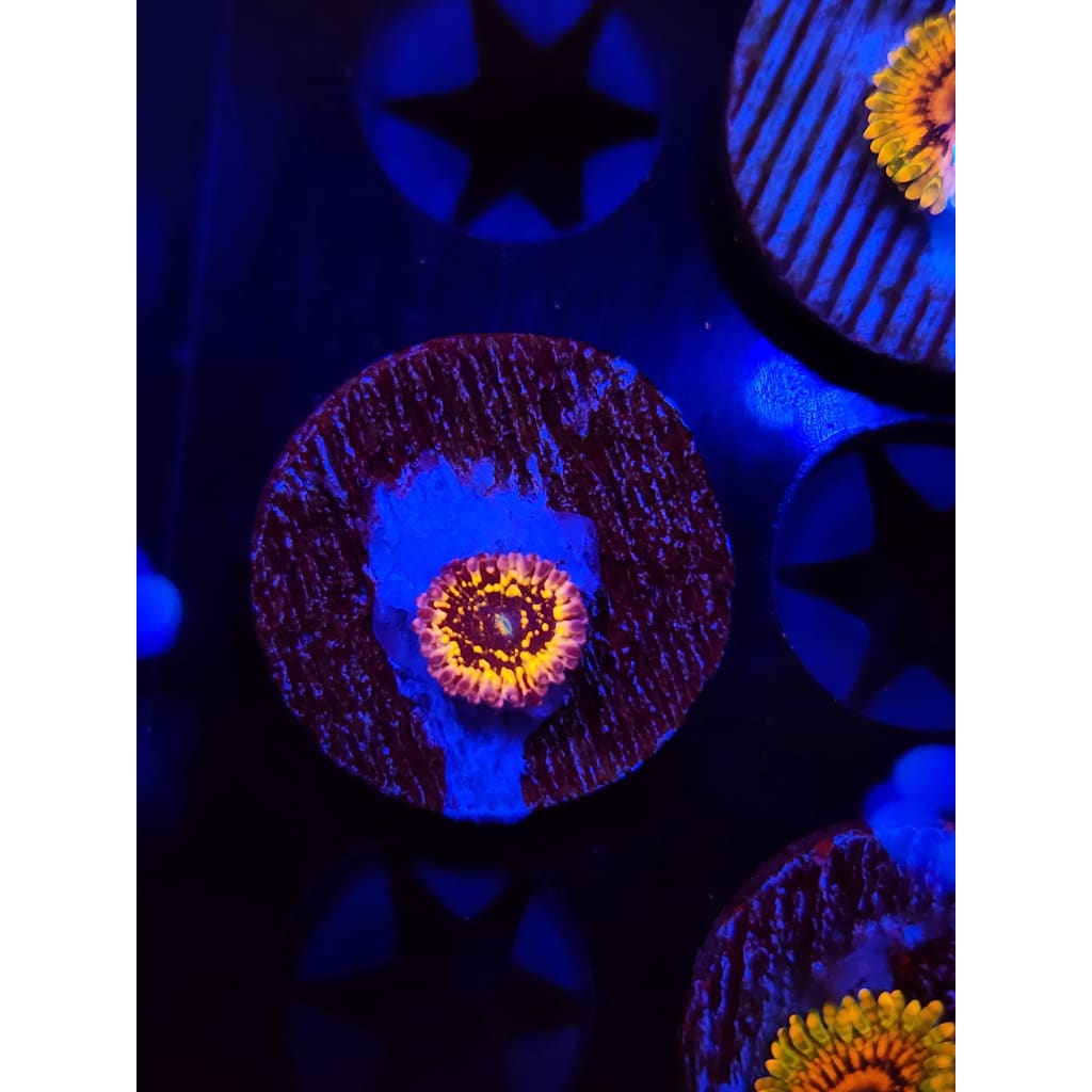 Stratocaster Zoanthid Frag WYSIWYG!