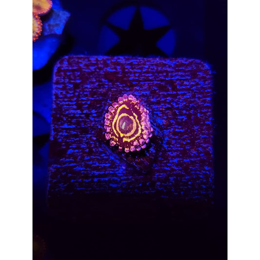 Stratosphere Zoanthid Frag WYSIWYG!