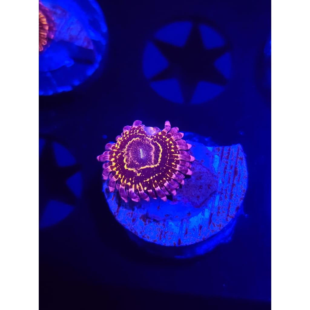 Stratosphere Zoanthid Frag WYSIWYG!