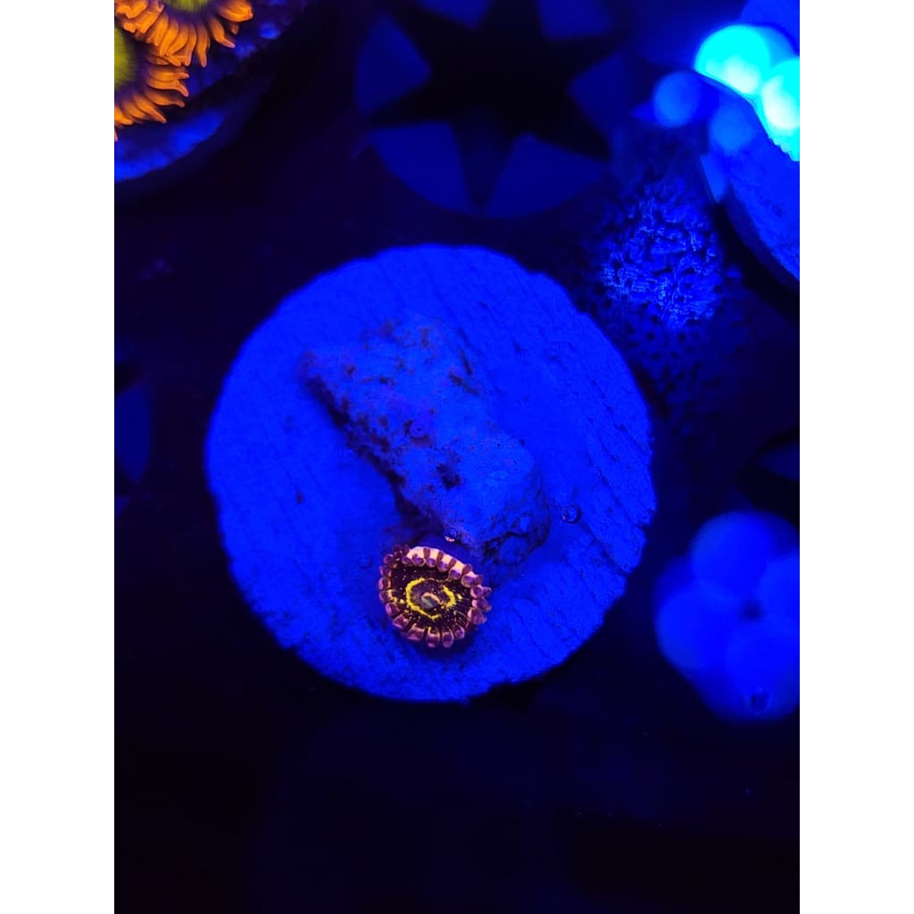 Stratosphere Zoanthid Frag WYSIWYG!