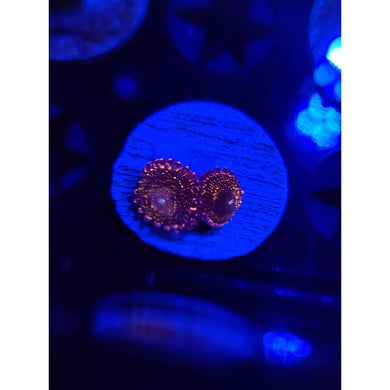 Stratosphere Zoanthid Frag WYSIWYG!