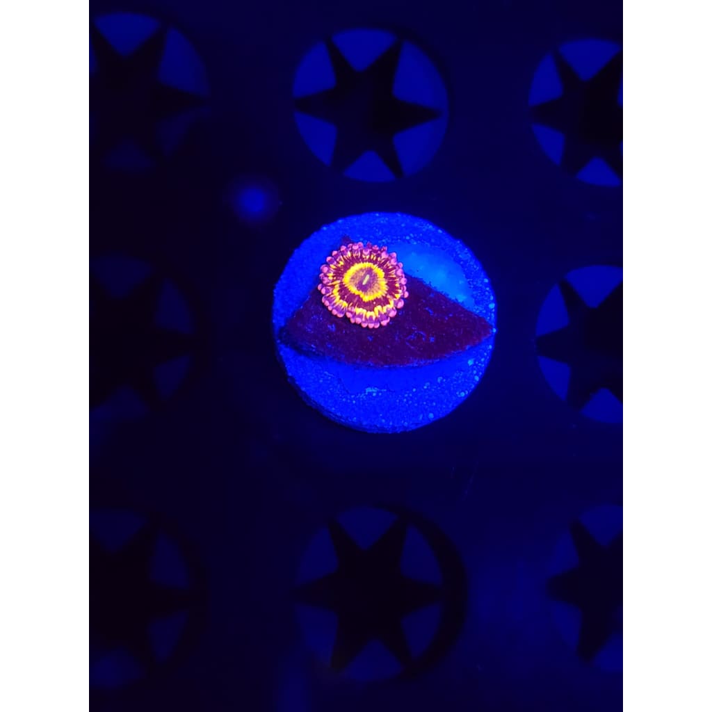 Stratosphere Zoanthid Frag WYSIWYG!