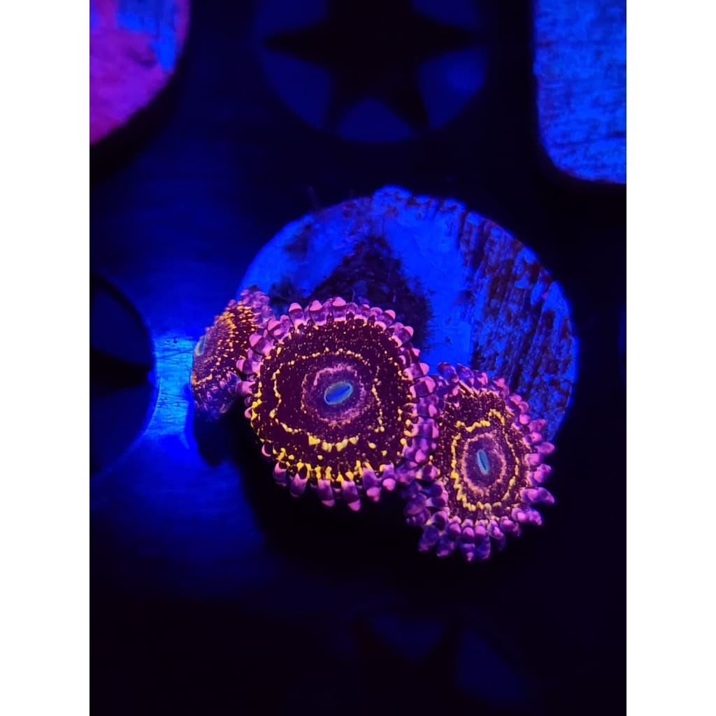 Stratosphere Zoanthid Frag WYSIWYG!