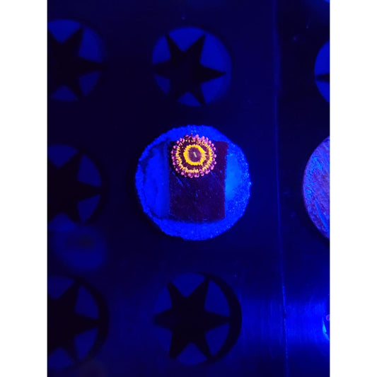 Stratosphere Zoanthid Frag WYSIWYG!