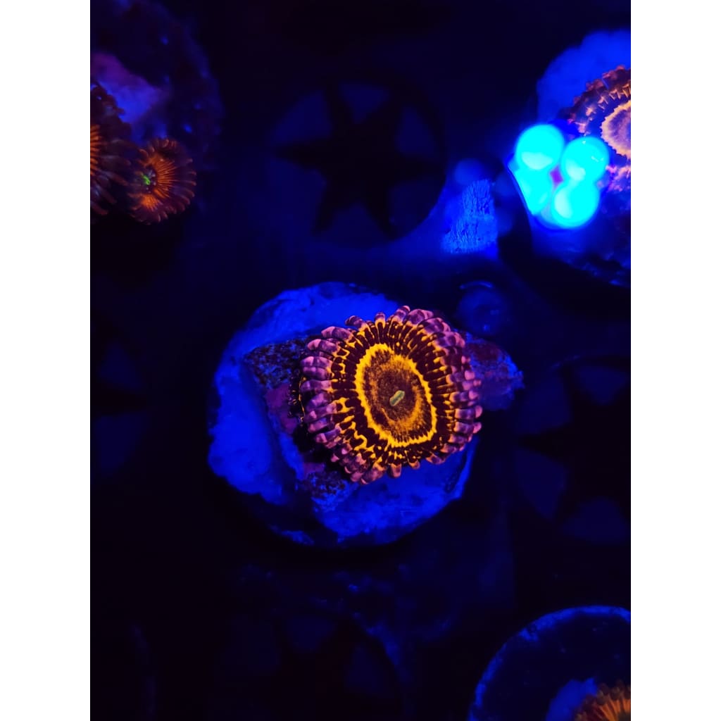 Stratosphere Zoanthid Frag WYSIWYG!