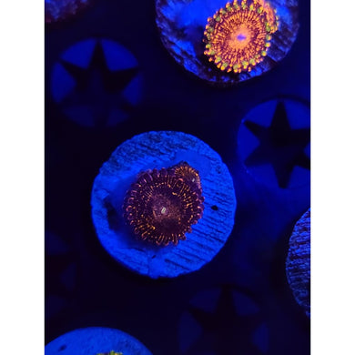Stratosphere Zoanthid Frag WYSIWYG!