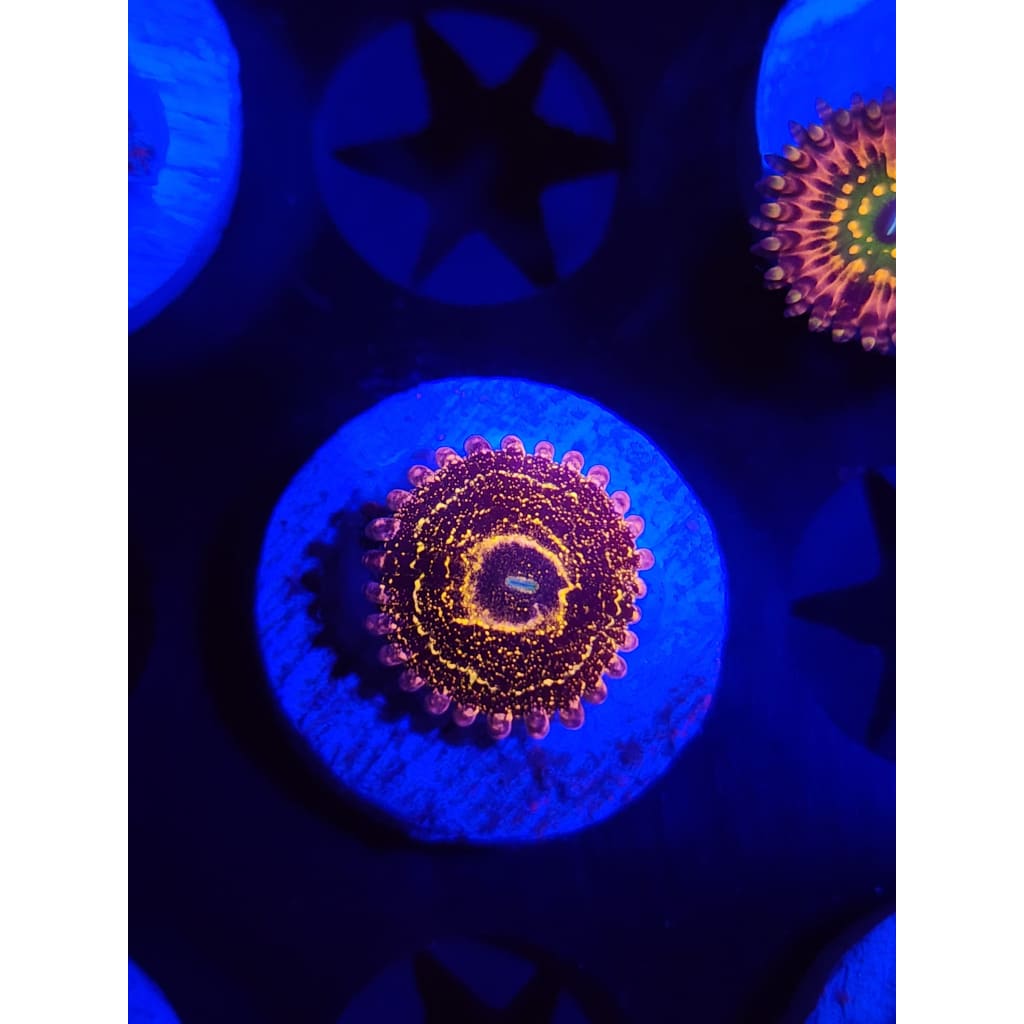 Stratosphere Zoanthid Frag WYSIWYG!