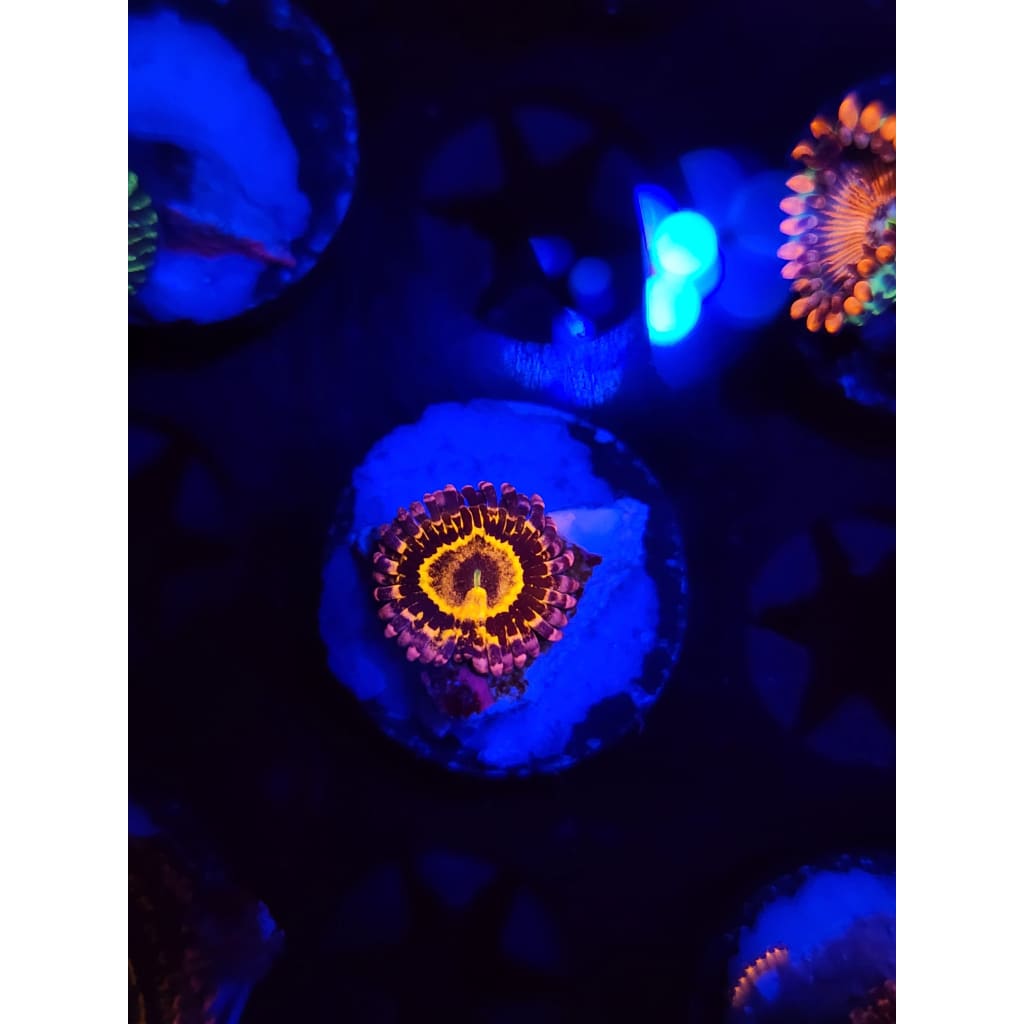 Stratosphere Zoanthid Frag WYSIWYG!