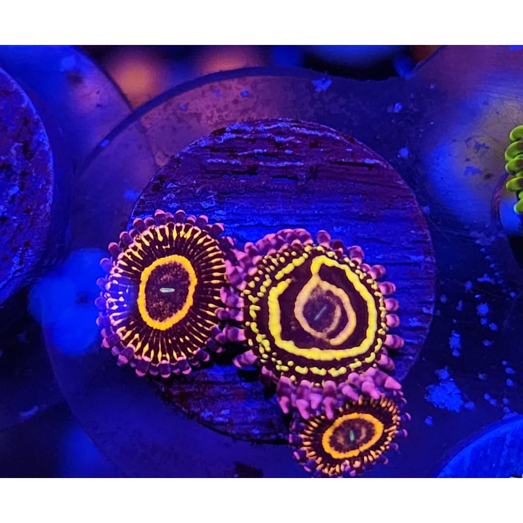 Lowcountry Coral Boys - Stratosphere Zoanthid Frag WYSIWYG!