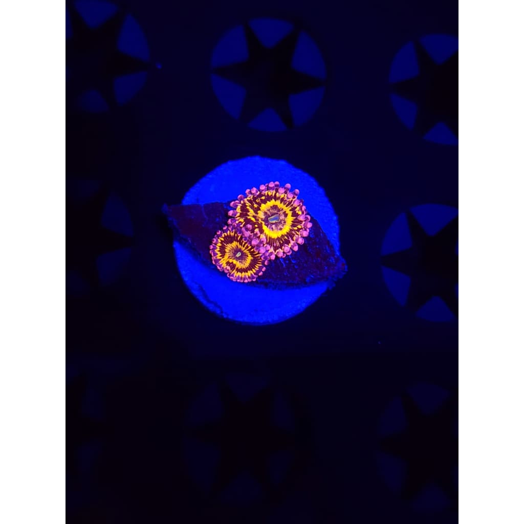 Stratosphere Zoanthid Frag WYSIWYG!