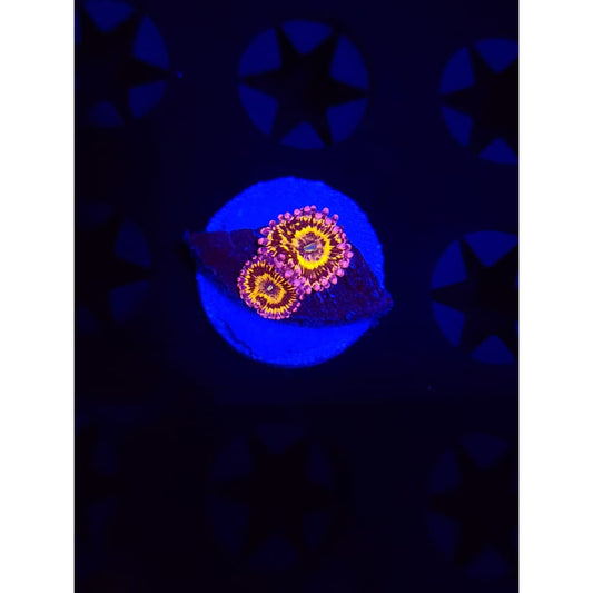 Stratosphere Zoanthid Frag WYSIWYG!