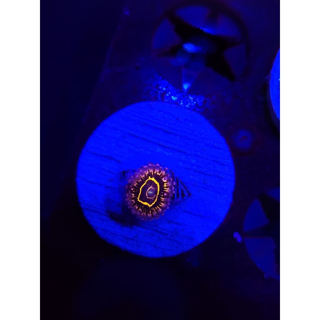 Stratosphere Zoanthid Frag WYSIWYG!