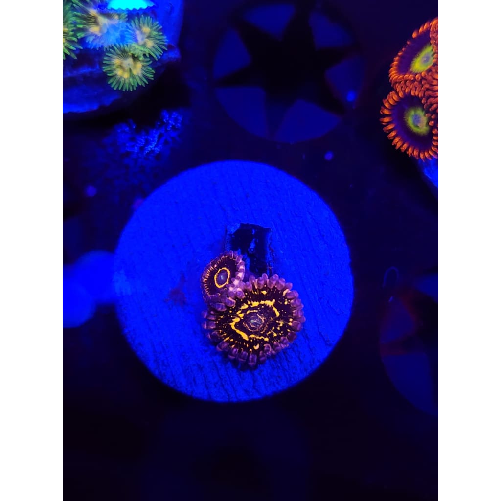 Stratosphere Zoanthid Frag WYSIWYG!