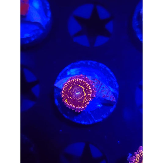 Stratosphere Zoanthid Frag WYSIWYG!