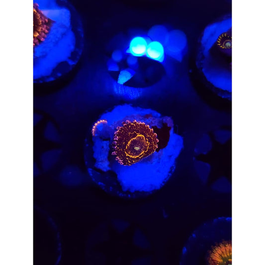 Stratosphere Zoanthid Frag WYSIWYG!