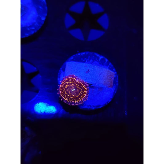 Stratosphere Zoanthid Frag WYSIWYG!