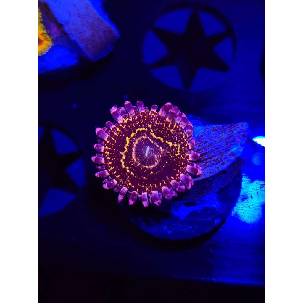 Stratosphere Zoanthid Frag WYSIWYG!