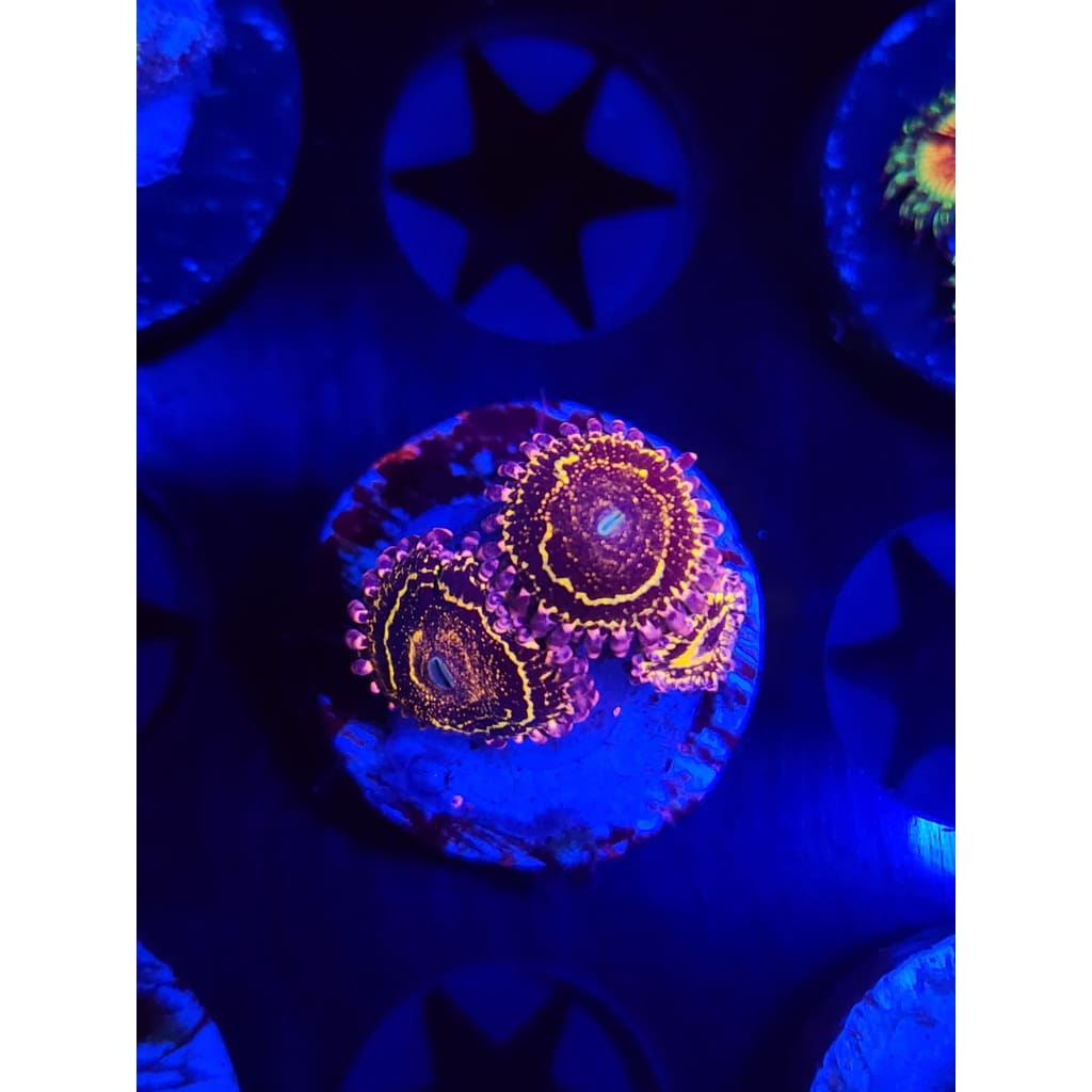 Stratosphere Zoanthid Frag WYSIWYG!
